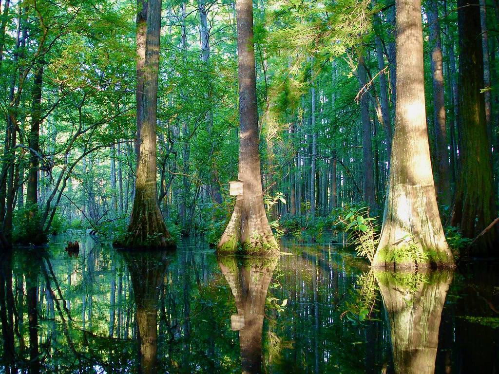 Prothonotary warbler house #6 by hspauldi is licensed under CC BY-SA 2.0